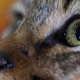 Image for article titled We'll Never Escape 'Cat Person,' Now a Movie Starring Nicholas Braun